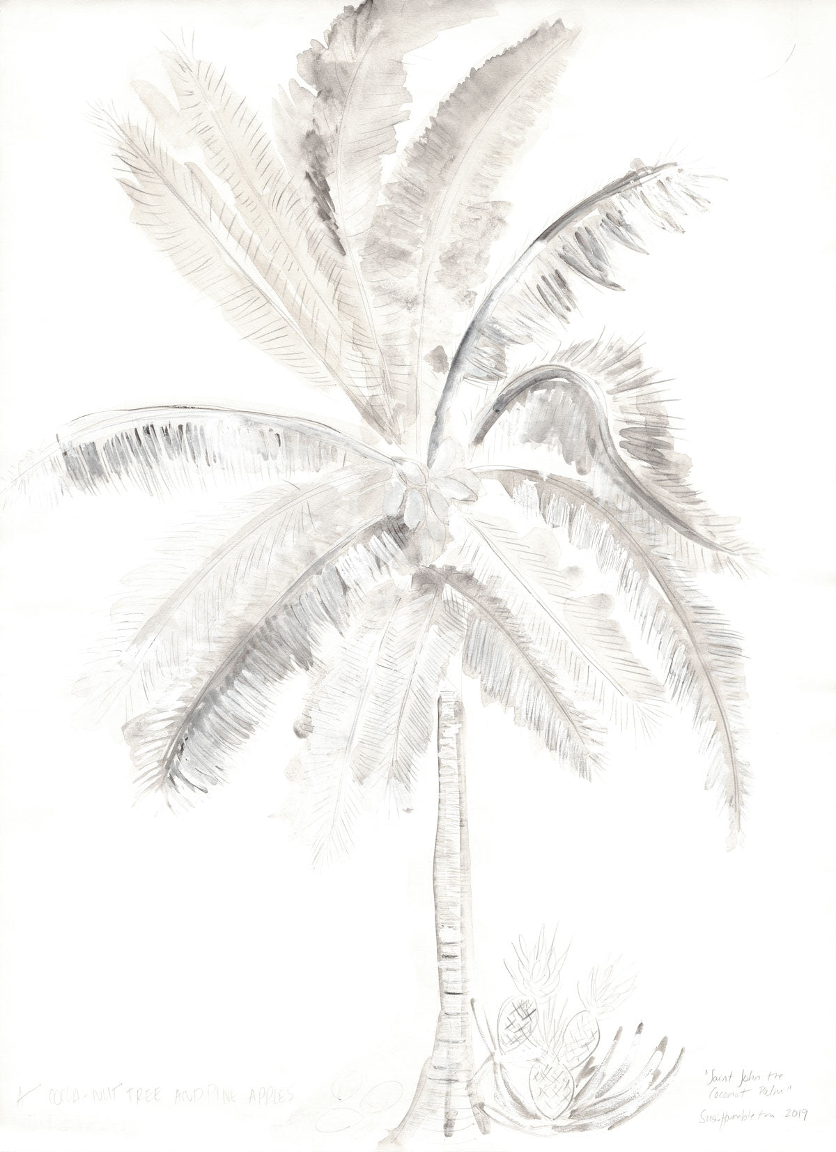 Saint John Coconut Palm